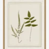 Botanical Pressings I