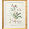 Botanical Study No. 2