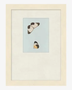 Butterflies Study I