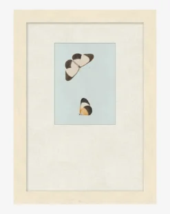 Butterflies Study I