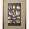 Conchology Study