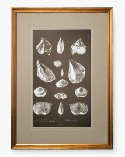 Conchology Study