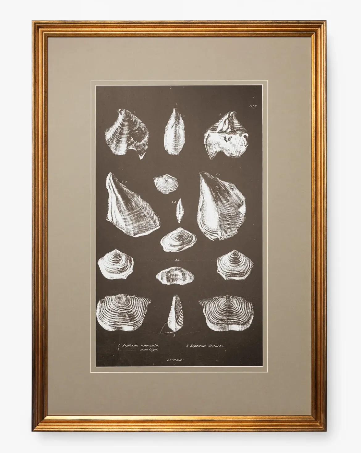 Conchology Study