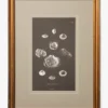 Conchology Study Triptych No. 2