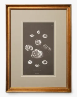 Conchology Study Triptych No. 2