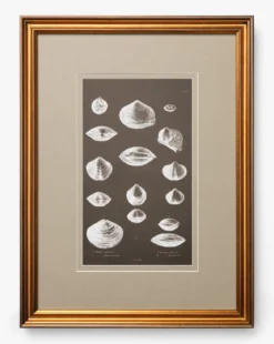 Conchology Study Triptych No. 3