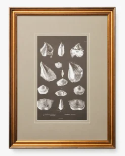 Conchology Study Triptych No. 1