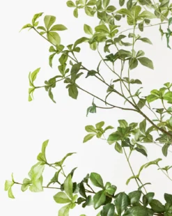 Faux Japanese Quince Tree
