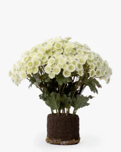 Faux Mum Drop-In
