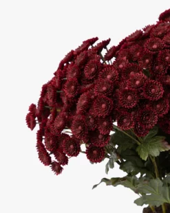Faux Mum Drop-In