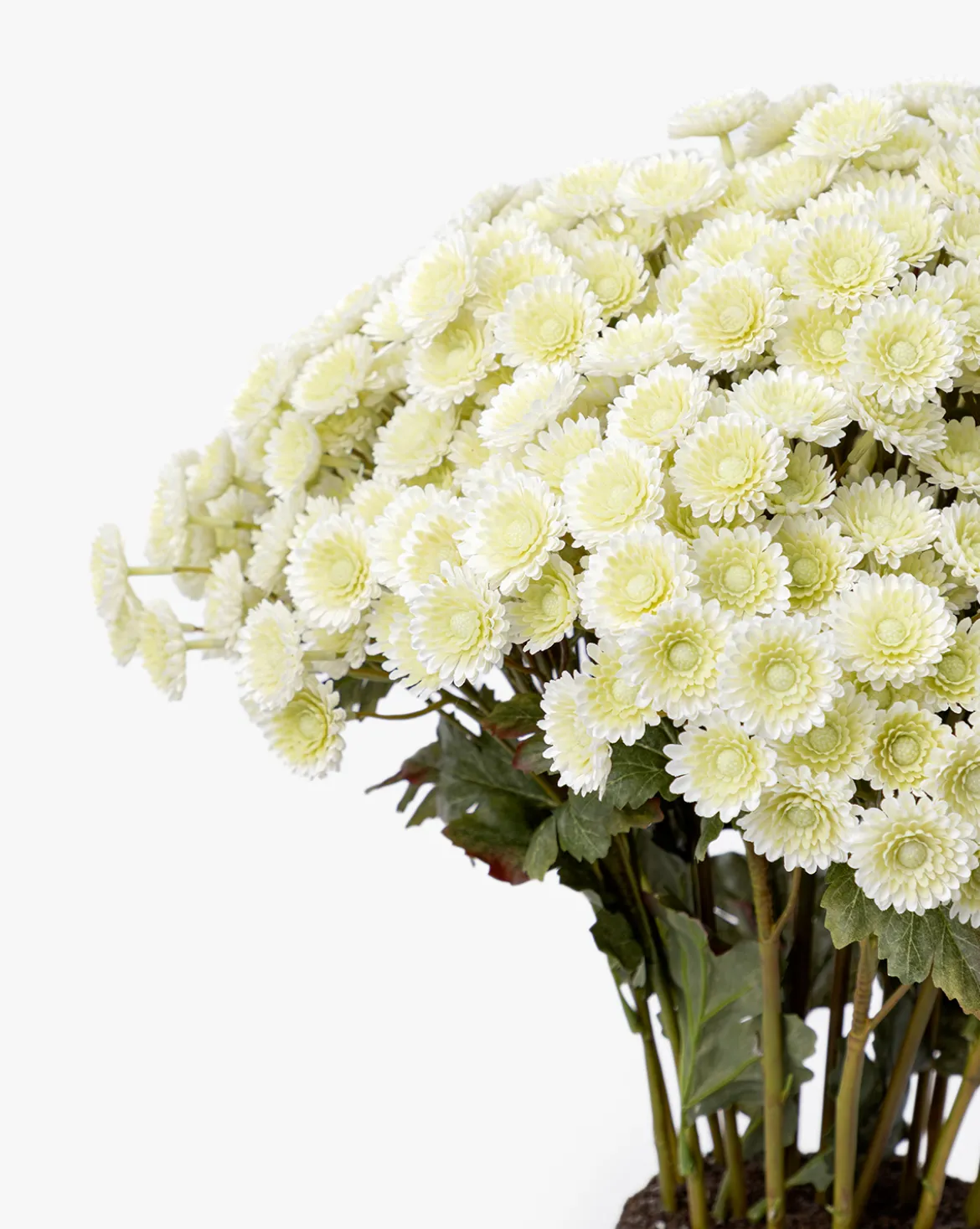 Faux Mum Drop-In