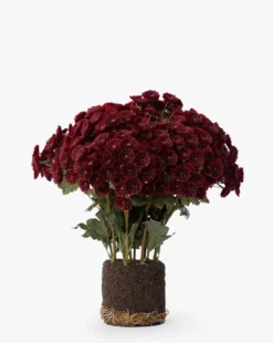 Faux Mum Drop-In