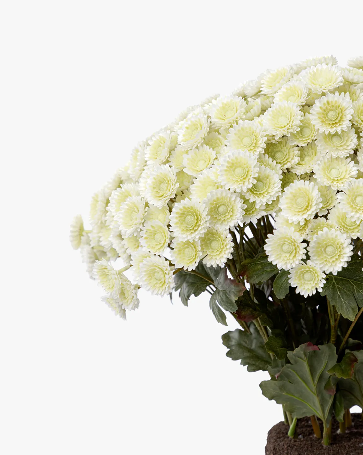 Faux Mum Drop-In