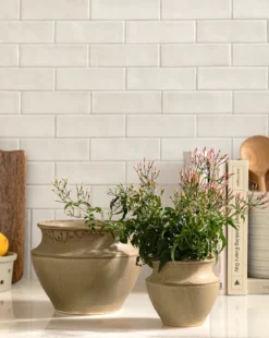Liora Pot