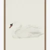 Neutral Swan