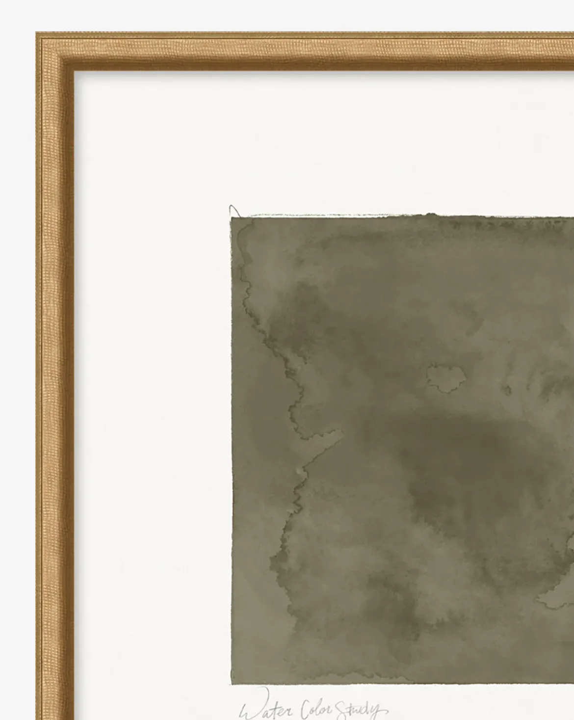 Olive Study