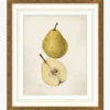 Pear Study