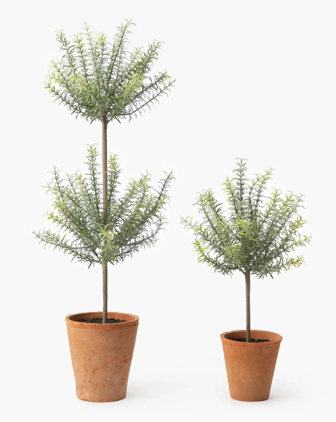Potted Faux Rosemary Topiary