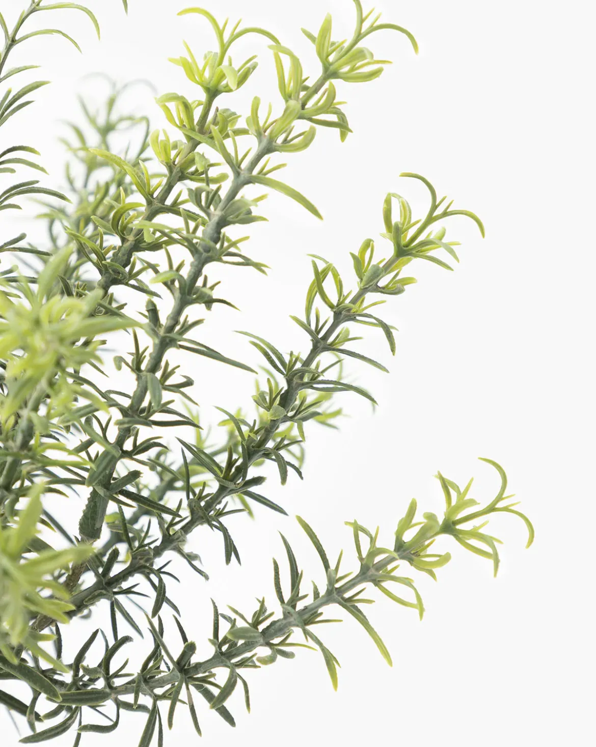 Potted Faux Rosemary Topiary