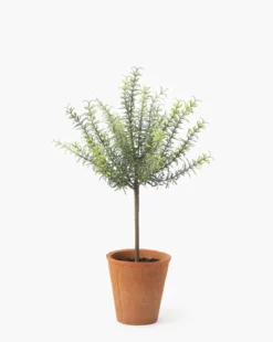 Potted Faux Rosemary Topiary