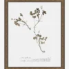 Subdued Botanicals I